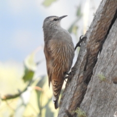 Climacteris picumnus victoriae (Brown Treecreeper) at Michelago, NSW - 10 Apr 2016 by ArcherCallaway
