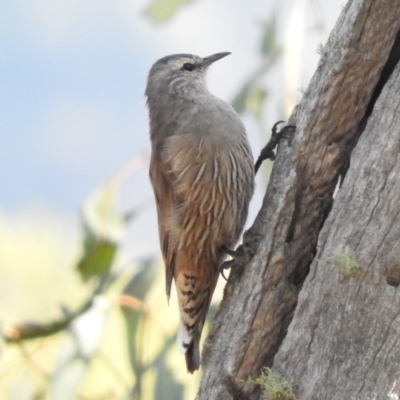 Climacteris picumnus victoriae (Brown Treecreeper) at Michelago, NSW - 10 Apr 2016 by ArcherCallaway