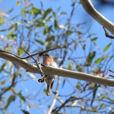 Petroica boodang (Scarlet Robin) at Michelago, NSW - 10 Apr 2016 by ArcherCallaway