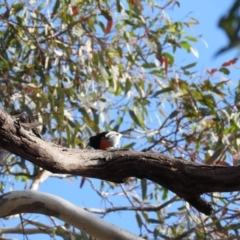 Petroica boodang at Michelago, NSW - 10 Apr 2016 09:08 AM