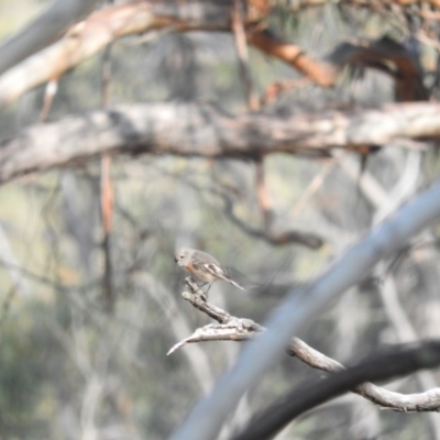 Petroica boodang (Scarlet Robin) at Michelago, NSW - 10 Apr 2016 by ArcherCallaway