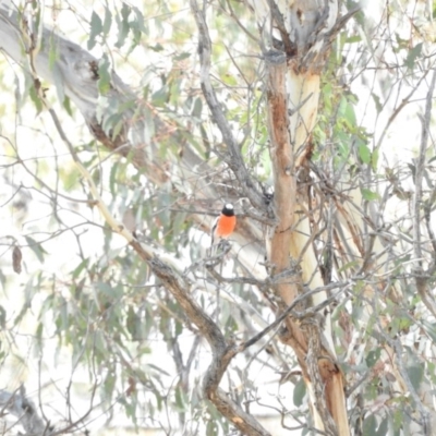 Petroica boodang (Scarlet Robin) at Michelago, NSW - 10 Apr 2016 by ArcherCallaway