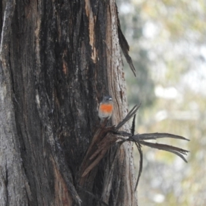 Petroica boodang at Michelago, NSW - 10 Apr 2016 10:34 AM