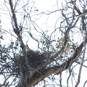 Elanus axillaris at Michelago, NSW - 10 Apr 2016