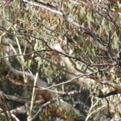 Pyrrholaemus sagittatus (Speckled Warbler) at Michelago, NSW - 10 Apr 2016 by ArcherCallaway
