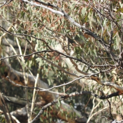 Pyrrholaemus sagittatus (Speckled Warbler) at Michelago, NSW - 10 Apr 2016 by ArcherCallaway