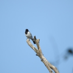 Melanodryas cucullata cucullata (Hooded Robin) at Michelago, NSW - 10 Apr 2016 by ArcherCallaway