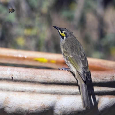 Caligavis chrysops (Yellow-faced Honeyeater) at Higgins, ACT - 2 Apr 2016 by Alison Milton