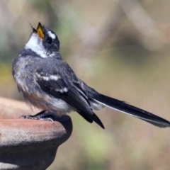 Rhipidura albiscapa (Grey Fantail) at Higgins, ACT - 2 Apr 2016 by Alison Milton