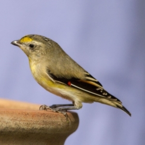 Pardalotus striatus at Higgins, ACT - 10 Apr 2016