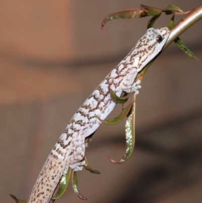 Christinus marmoratus (Southern Marbled Gecko) at Higgins, ACT - 2 Feb 2012 by AlisonMilton