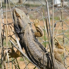 Pogona barbata (Eastern Bearded Dragon) at Hawker, ACT - 26 Sep 2008 by AlisonMilton