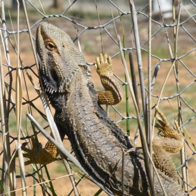 Pogona barbata (Eastern Bearded Dragon) at Hawker, ACT - 27 Sep 2008 by AlisonMilton