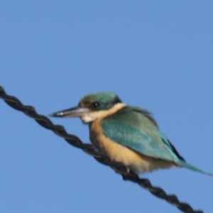 Todiramphus sanctus at Higgins, ACT - 22 Oct 2012