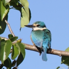 Todiramphus sanctus at Higgins, ACT - 22 Oct 2012