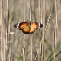 Danaus petilia (Lesser wanderer) at Good Hope, NSW - 30 Sep 2013 by snapperoonie