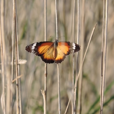 Danaus petilia (Lesser wanderer) at Good Hope, NSW - 30 Sep 2013 by snapperoonie