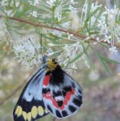 Delias harpalyce (Imperial Jezebel) at Good Hope, NSW - 13 Oct 2013 by snapperoonie