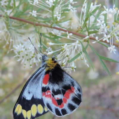 Delias harpalyce (Imperial Jezebel) at Good Hope, NSW - 13 Oct 2013 by snapperoonie