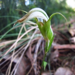 Diplodium ampliatum at Cook, ACT - suppressed