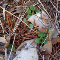 Diplodium truncatum (Little Dumpies, Brittle Greenhood) at Cook, ACT - 11 Apr 2016 by CathB