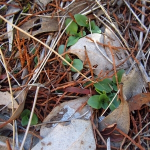 Diplodium truncatum at Cook, ACT - suppressed