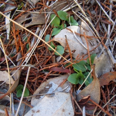 Diplodium truncatum (Little Dumpies, Brittle Greenhood) at Cook, ACT - 11 Apr 2016 by CathB