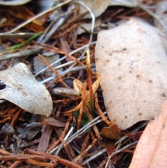Diplodium truncatum at Cook, ACT - suppressed