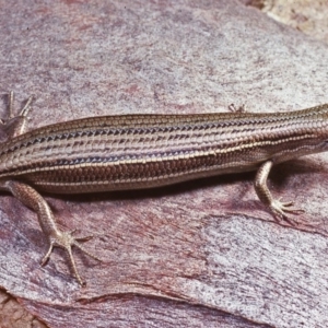 Pseudemoia pagenstecheri at Rossi, NSW - 23 Nov 1977 12:00 AM