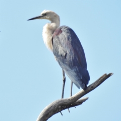 Ardea pacifica (White-necked Heron) at Paddys River, ACT - 10 Apr 2016 by JohnBundock