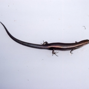 Lampropholis delicata at Oallen, NSW - 2 Dec 1975