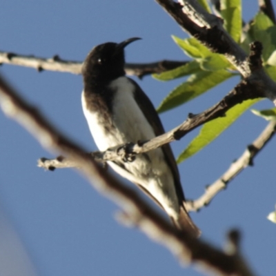 Sugomel nigrum (Black Honeyeater) at Higgins, ACT - 18 Nov 2013 by Alison Milton