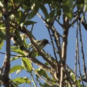 Sugomel nigrum at Higgins, ACT - 18 Nov 2013 06:38 PM