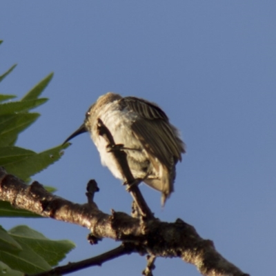 Sugomel nigrum (Black Honeyeater) at Higgins, ACT - 21 Nov 2013 by Alison Milton