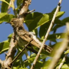 Sugomel nigrum (Black Honeyeater) at Higgins, ACT - 22 Nov 2013 by AlisonMilton