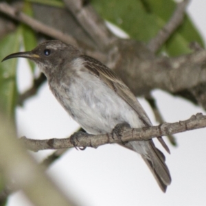 Sugomel nigrum at Higgins, ACT - 19 Nov 2013 06:55 PM