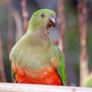 Alisterus scapularis at Higgins, ACT - 14 Jan 2016