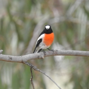 Petroica boodang at Stromlo, ACT - 4 Apr 2016 12:42 PM