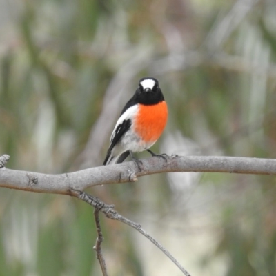 Petroica boodang (Scarlet Robin) at Cooleman Ridge - 4 Apr 2016 by HelenCross