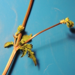 Bidens pilosa at Bonython, ACT - 9 Apr 2016 08:47 PM