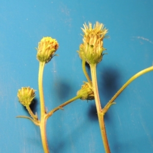 Bidens pilosa at Bonython, ACT - 9 Apr 2016