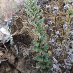 Cheilanthes distans at Tennent, ACT - 11 Jan 2016 07:58 PM