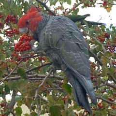 Callocephalon fimbriatum (Gang-gang Cockatoo) at Capital Hill, ACT - 12 Apr 2016 by DebM