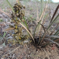 Lomandra multiflora (Many-flowered Matrush) at Tennent, ACT - 11 Jan 2016 by michaelb