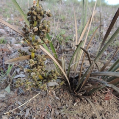 Lomandra multiflora (Many-flowered Matrush) at Tennent, ACT - 11 Jan 2016 by MichaelBedingfield