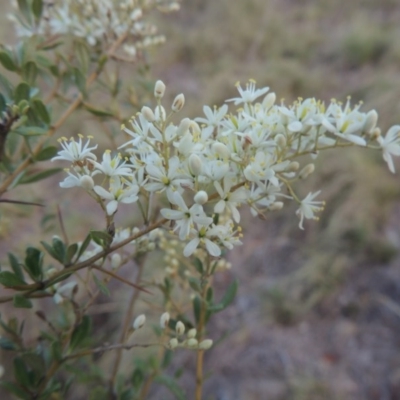 Bursaria spinosa (Native Blackthorn, Sweet Bursaria) at Tennent, ACT - 11 Jan 2016 by MichaelBedingfield