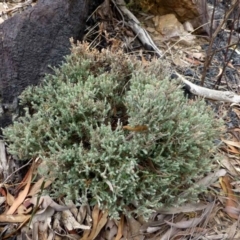 Leucopogon microphyllus var. pilibundus (Hairy Beard Heath) at Acton, ACT - 12 Apr 2016 by RWPurdie