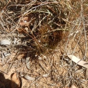 Laxmannia gracilis at Belconnen, ACT - 11 Apr 2016 03:51 PM