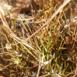 Laxmannia gracilis at Belconnen, ACT - 11 Apr 2016 03:51 PM