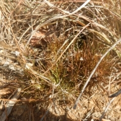 Laxmannia gracilis at Belconnen, ACT - 11 Apr 2016 03:51 PM